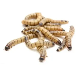 Zophobas Morio Congeladas 1Kg